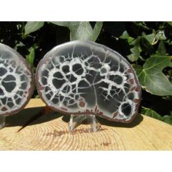 Septaria paartje, doorsnede knol