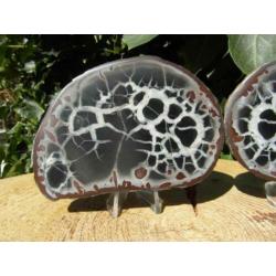 Septaria paartje, doorsnede knol