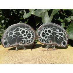 Septaria paartje, doorsnede knol