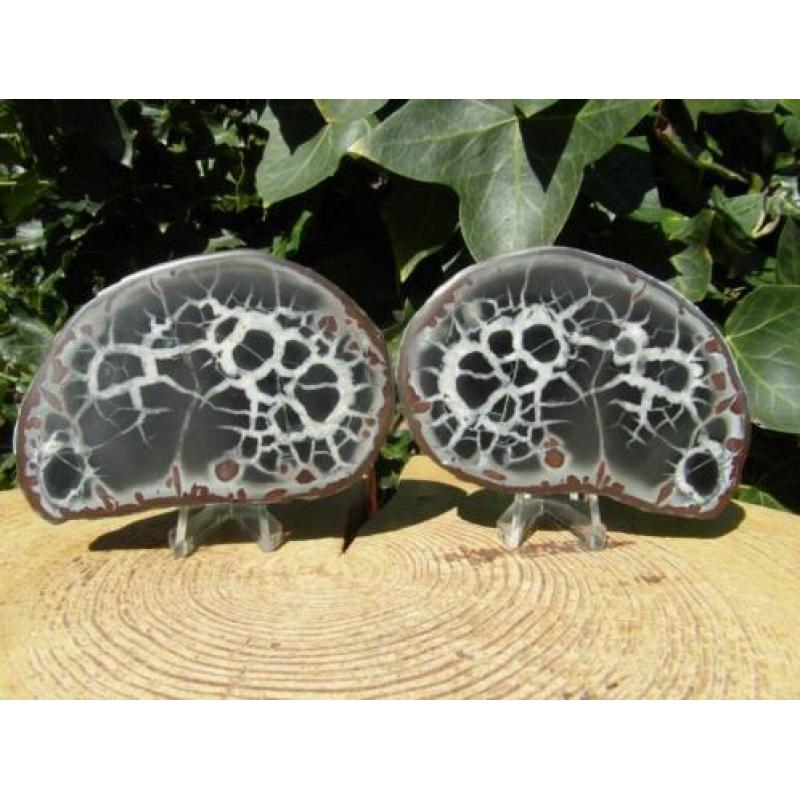 Septaria paartje, doorsnede knol