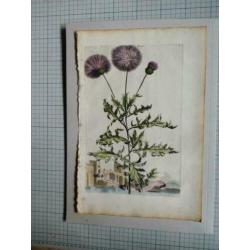 1696: Munting Korenbloem Cornflower Cyanus Odoratus Turcicus