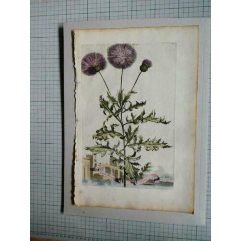 1696: Munting Korenbloem Cornflower Cyanus Odoratus Turcicus