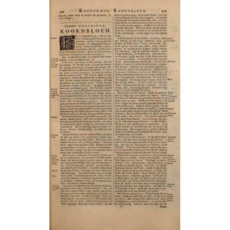 1696: Munting Korenbloem Cornflower Cyanus Odoratus Turcicus