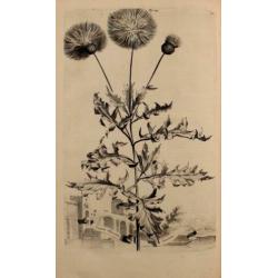 1696: Munting Korenbloem Cornflower Cyanus Odoratus Turcicus
