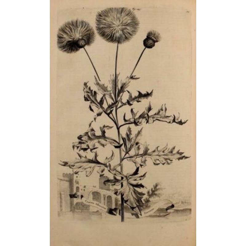 1696: Munting Korenbloem Cornflower Cyanus Odoratus Turcicus