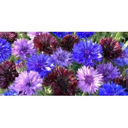 1696: Munting Korenbloem Cornflower Cyanus Odoratus Turcicus