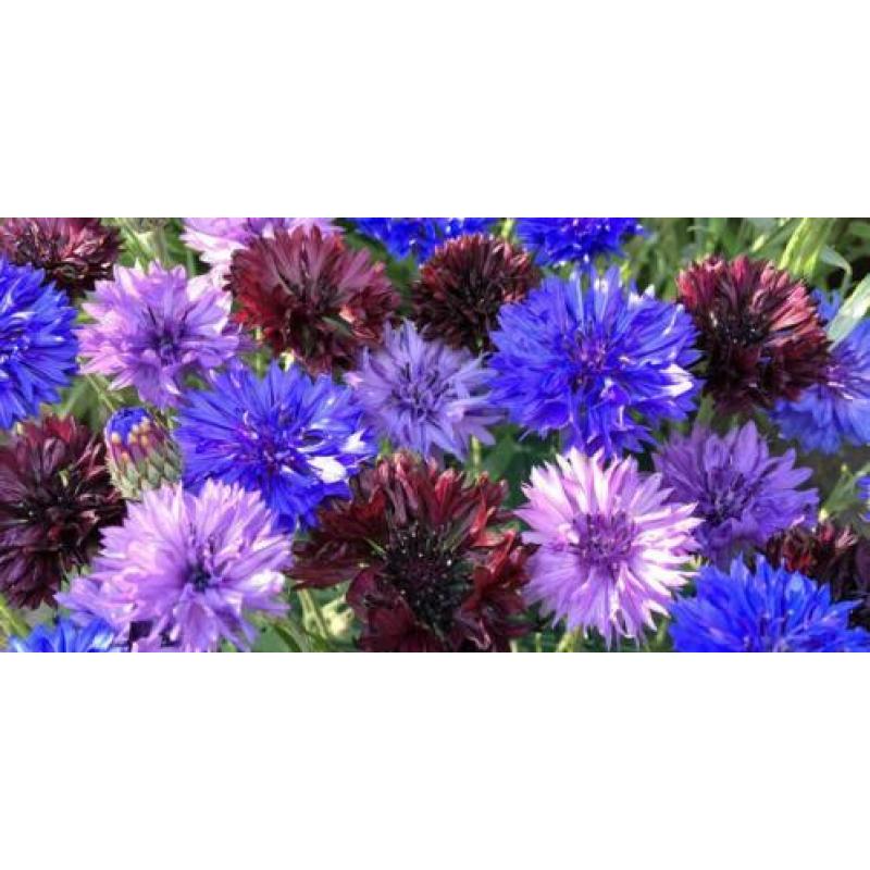 1696: Munting Korenbloem Cornflower Cyanus Odoratus Turcicus