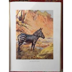Mooi antiek boek uit Engeland over wilde dieren uit 1913.