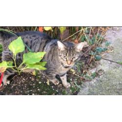 Vermist: poes Noa