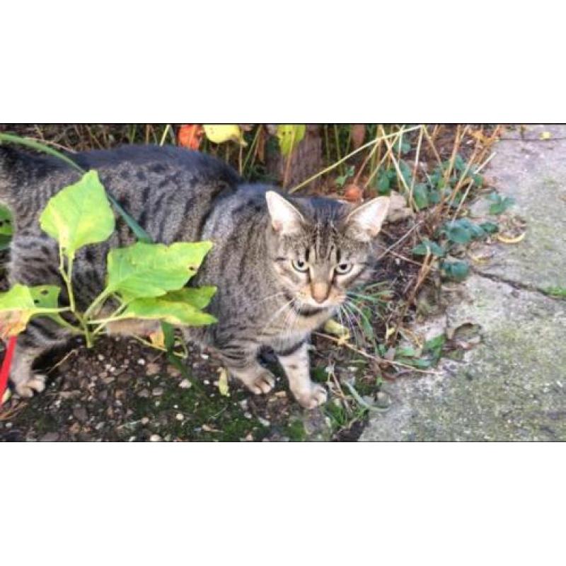 Vermist: poes Noa