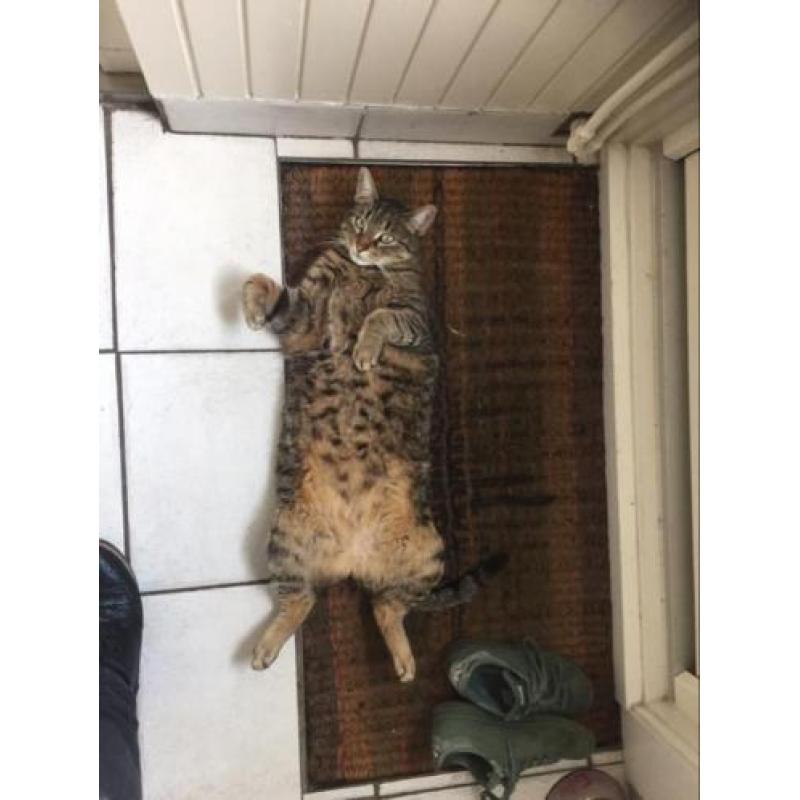 Vermist: poes Noa