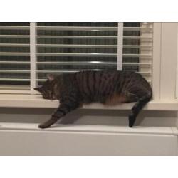 Vermist: poes Noa