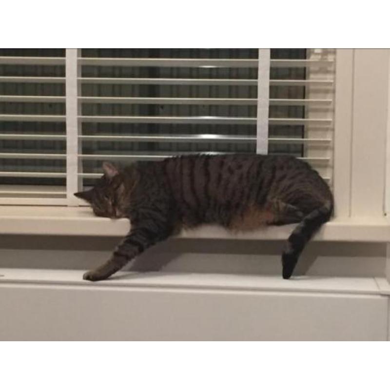 Vermist: poes Noa