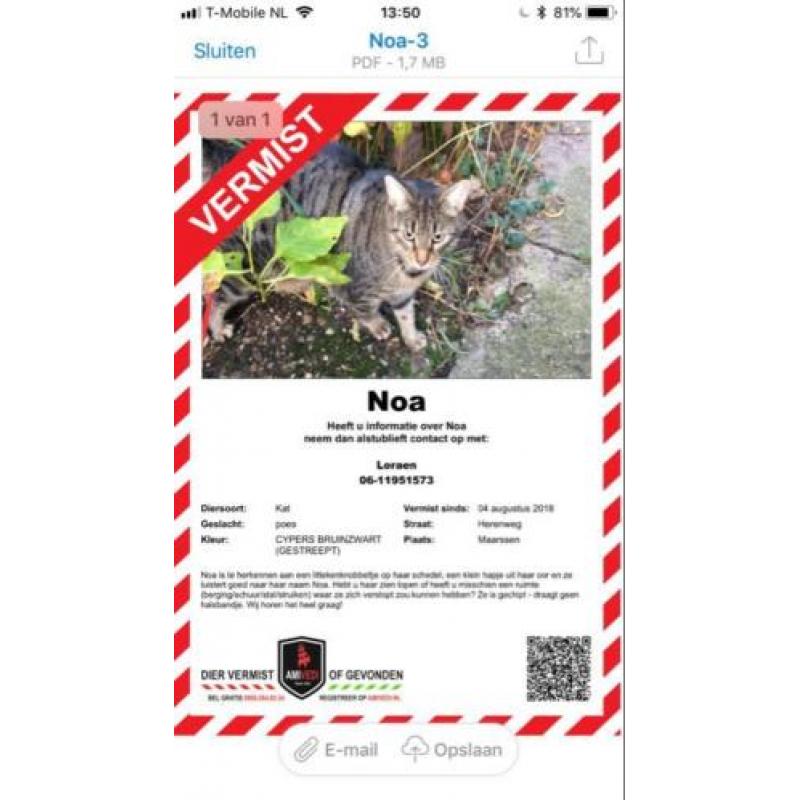 Vermist: poes Noa