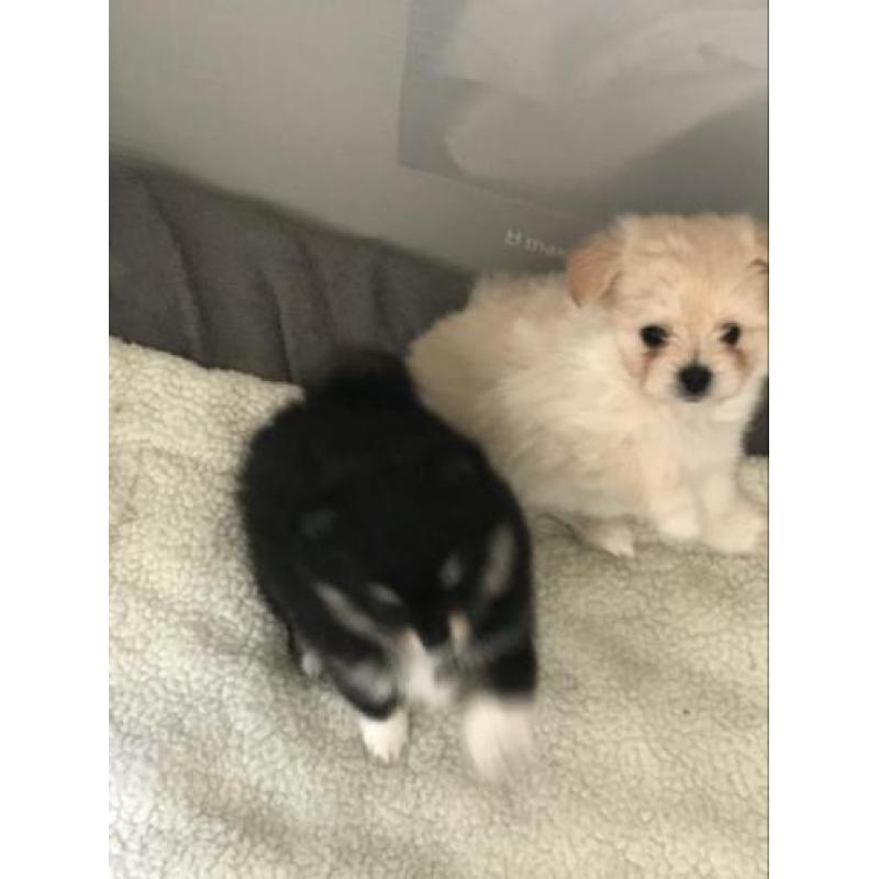 Pomeranian x pups. Supermooi en lief!