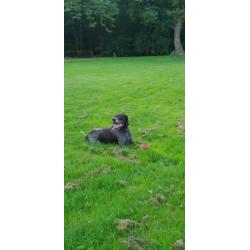 Duitse stande lieve hond met alle toebehoren
