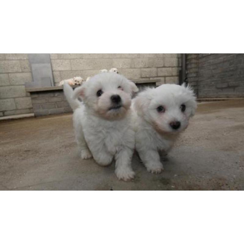 2 maltezer pupjes mogen naar nieuw baasje