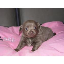 Chihuahua pups lila reutje en teefje