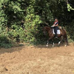Chique 6 jarige vosmerrie