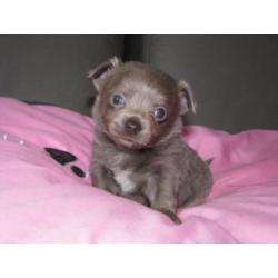 Chihuahua pups lila reutje en teefje