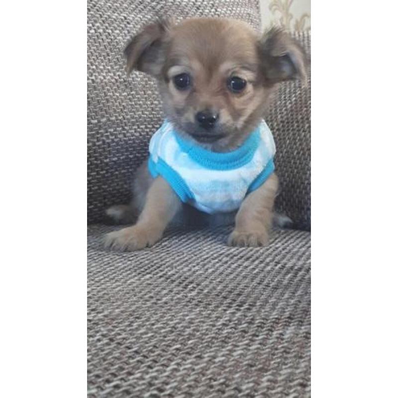 Chihuahua langhaar mag vandaag mee ( Teefje )