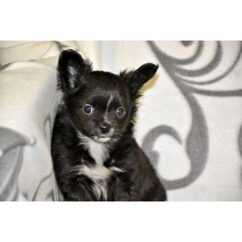langharige langhaar chihuahua pups aangeboden