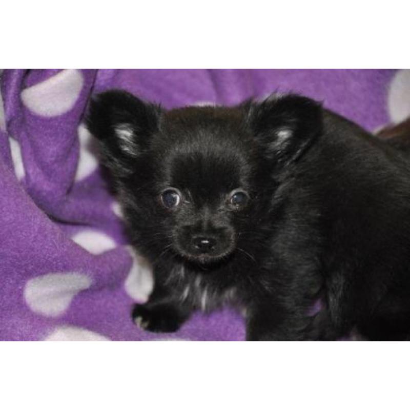 langharige langhaar chihuahua pups aangeboden