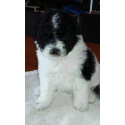 Mooie lieve dekreu toy poedel harlekijn