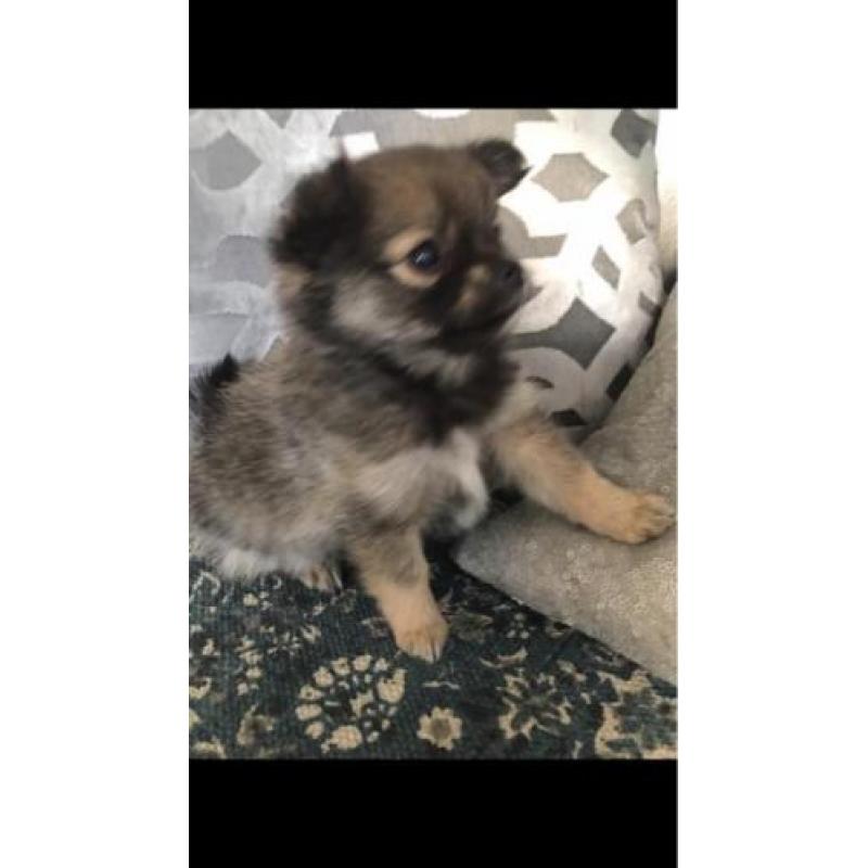 Pomeranian x pups. Supermooi en lief!