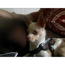 Chihuahua Reu 8 maanden