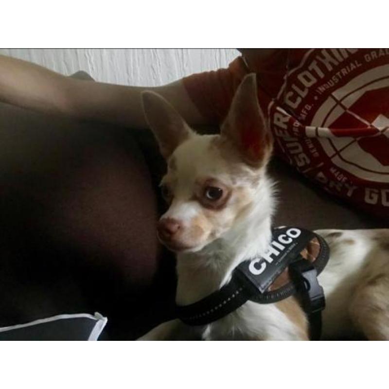 Chihuahua Reu 8 maanden