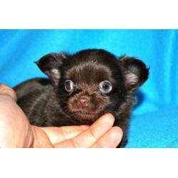 langharige langhaar chihuahua pups aangeboden