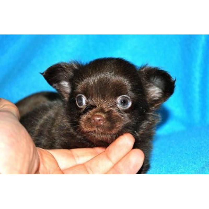 langharige langhaar chihuahua pups aangeboden