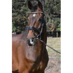 8 jarige Namelus R x Revenge W röntgen gekeurd M + 22 winst