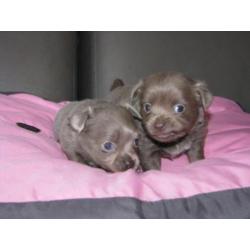Chihuahua pups lila reutje en teefje