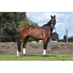 8 jarige Namelus R x Revenge W röntgen gekeurd M + 22 winst