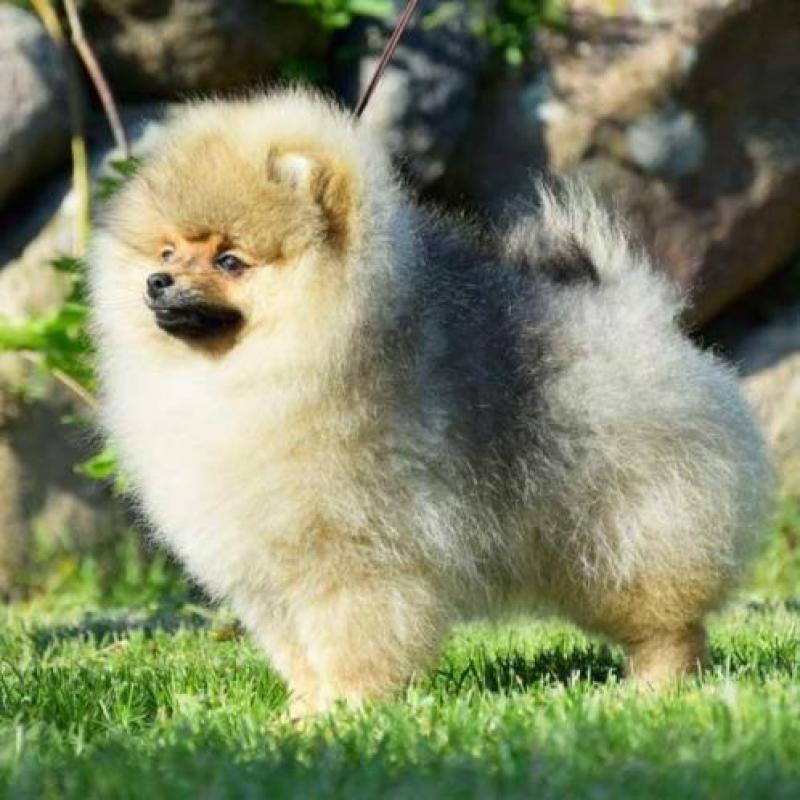 Prachtig Reutje Pomeranian/Pomeriaan/Dwergkeesje/FCI