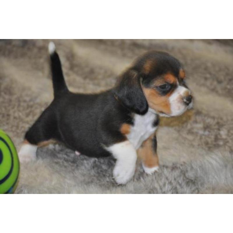 Prachtige Beagle pups met stamboom en dna-certificaat