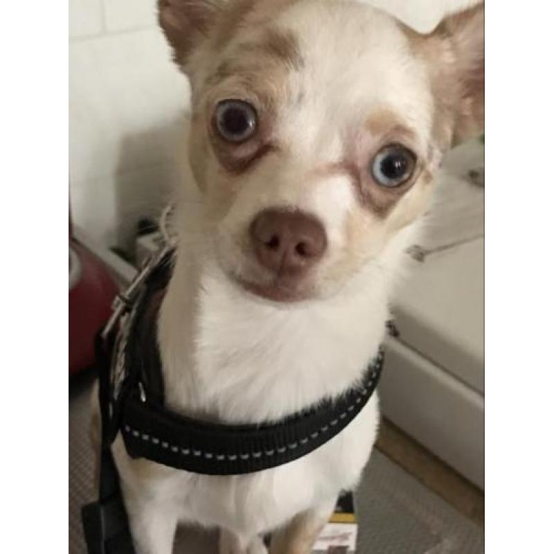 Chihuahua Reu 8 maanden