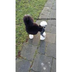 Mooie lieve dekreu toy poedel harlekijn