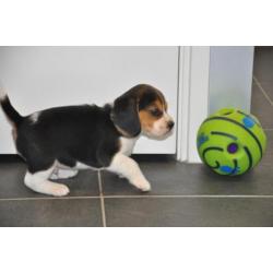 Prachtige Beagle pups met stamboom en dna-certificaat