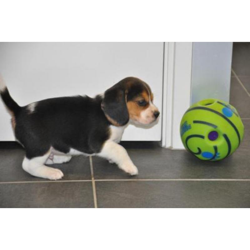 Prachtige Beagle pups met stamboom en dna-certificaat