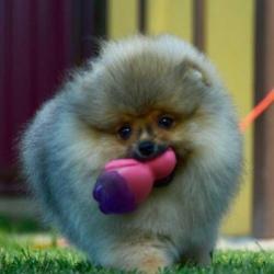 Prachtig Reutje Pomeranian/Pomeriaan/Dwergkeesje/FCI