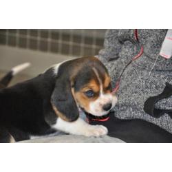 Prachtige Beagle pups met stamboom en dna-certificaat