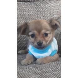 Chihuahua langhaar mag vandaag mee ( Teefje )