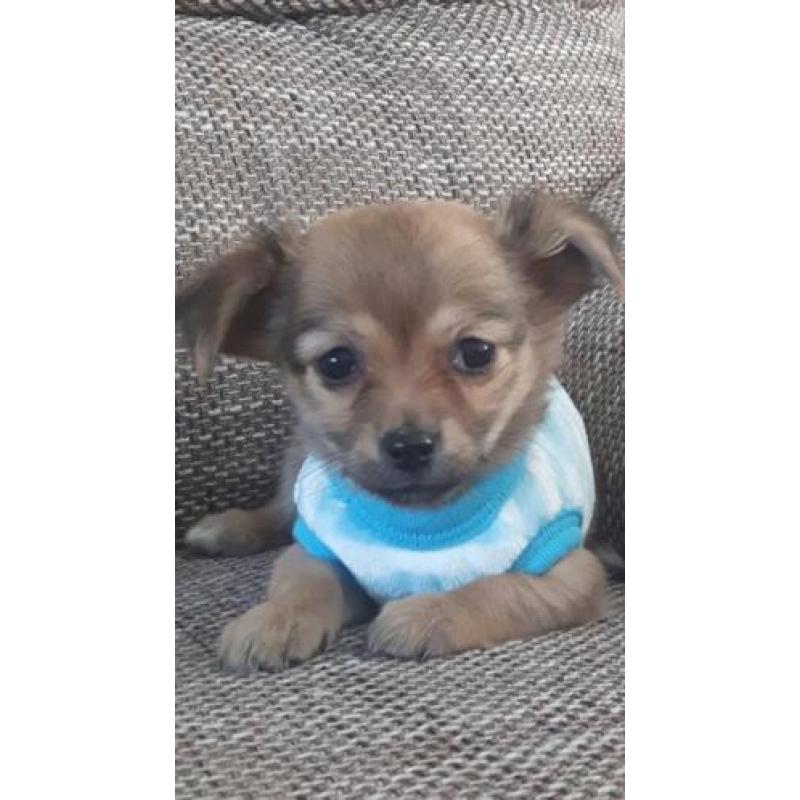 Chihuahua langhaar mag vandaag mee ( Teefje )