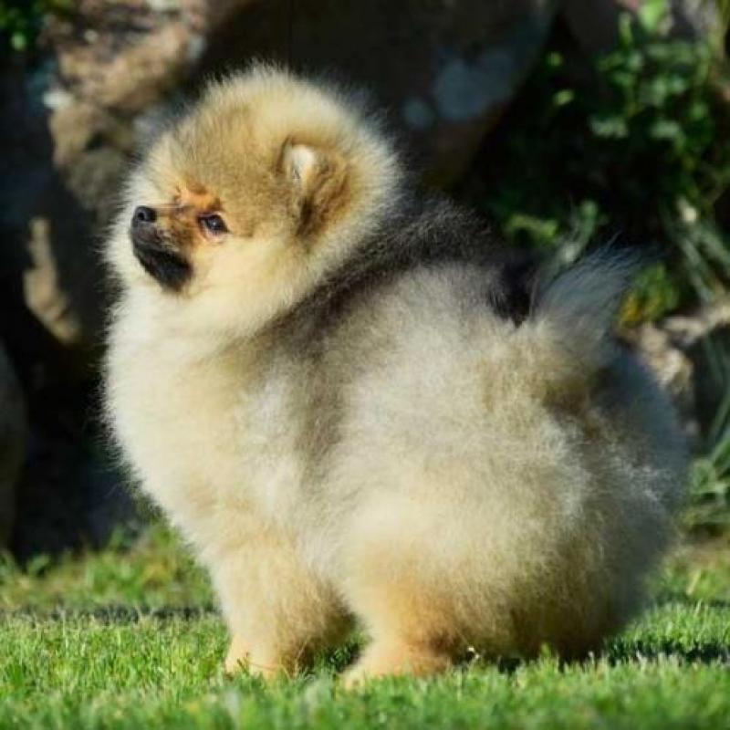 Prachtig Reutje Pomeranian/Pomeriaan/Dwergkeesje/FCI