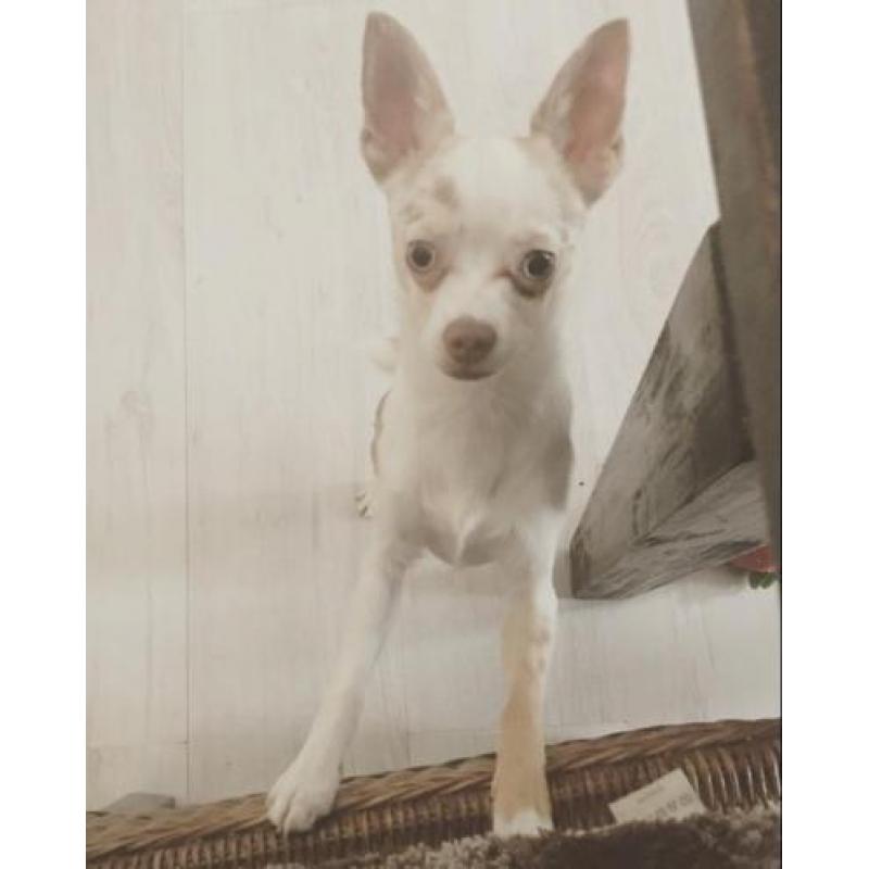 Chihuahua Reu 8 maanden