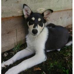 Husky kruising pup, super leuk en goed gezond