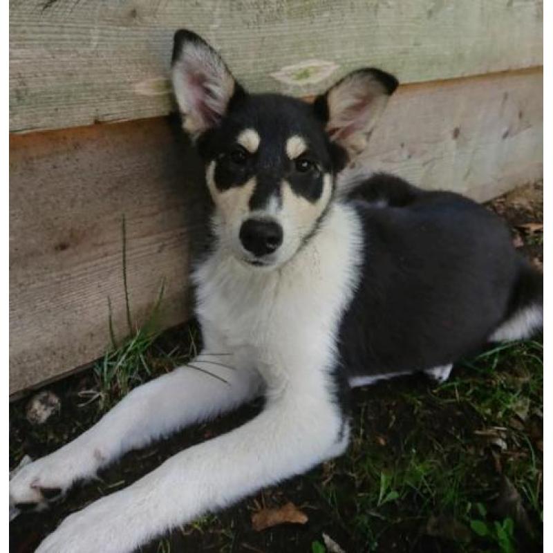 Husky kruising pup, super leuk en goed gezond